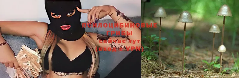 OMG   Истра  Галлюциногенные грибы Magic Shrooms 